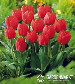 Fosteriana-Tulpe Red Purissima 5 St.