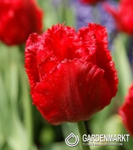 Gefranste Tulpe Red Crystal 5 St.