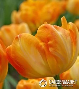 Gefüllte Tulpe Summer Sun 5 St.