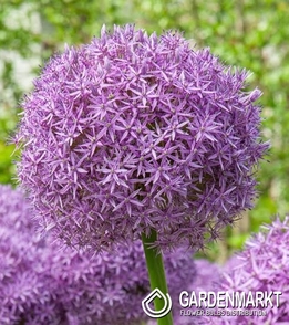 Allium - Zierlauch Lucky Balloons 5 St.