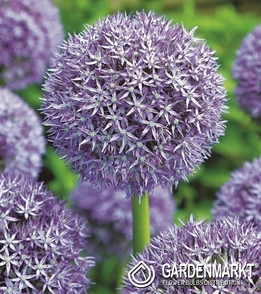 Allium - Zierlauch Caila Purple 1 St.