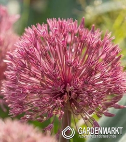 Allium - Zierlauch Nevskianum 1 St.
