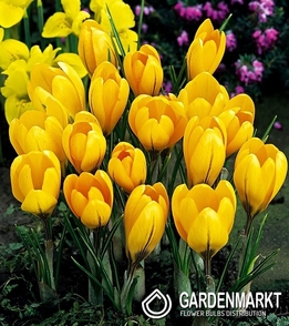 Großblumiger Krokus Golden Yellow 10 St.