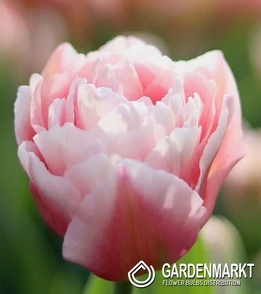 Tulpe Gefüllte Dreamer 5 St.