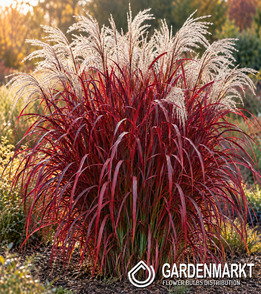 Chinaschilf - Miscanthus sin. Lady In Red 1 St.