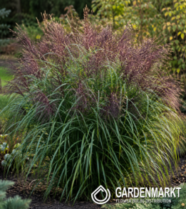 Chinaschilf - Miscanthus sin. Polonus 1 St.