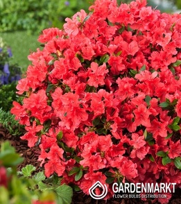 Azalea Azalee Geisha Orange 1 St.