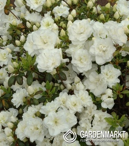 Azalea Azalee Schneeperle 1 St.