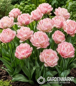 Gefüllte Rosa Tulpe 5 St.