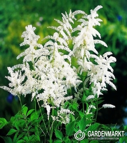 Astilbe-Prachtspiere Weiß 1 St.