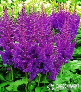 Astilbe-Prachtspiere Blue 1 St.