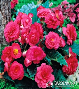 Begonie Multiflora Rosa 1 St.