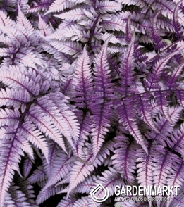 Anthyrium Niponicum Burgundy Lace 1 St.