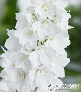 Delphinium Weiß 1 St.