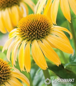 Echinacea Sonnenhut Gelb 1 St.