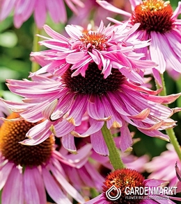 Echinacea Sonnenhut Double Decker 1 St.