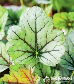 Heuchera Venus 1 St.