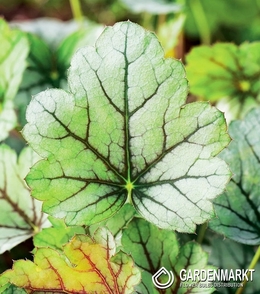 Heuchera Venus  1 St.