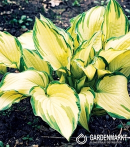 Hosta-Funkia Albopicta 1 St.