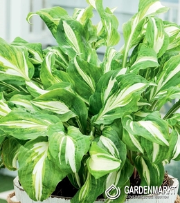 Hosta-Funkia Mediovariegata 1 St.