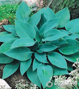 Hosta-Funkia Halcyon 1 St.