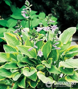 Hosta-Funkia Golden Tiara 1 St.