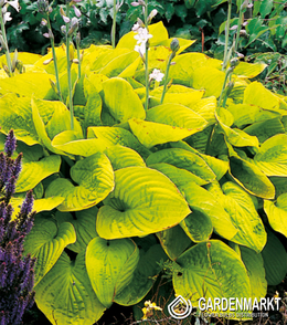 Hosta-Funkia August Moon 1 St.