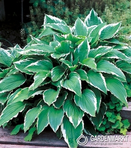 Hosta-Funkia Crispula 1 St.