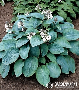 Hosta-Funkia Empress Wu 1 St.