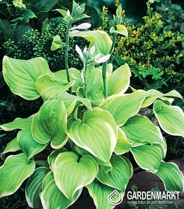 Hosta-Funkia Winter Snow 1 St.