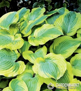 Hosta-Funkia Satisfaction 1 St.