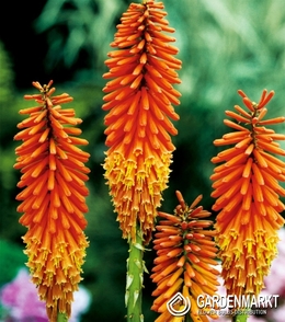 Kniphofia Fackellilie Orange 1 St.