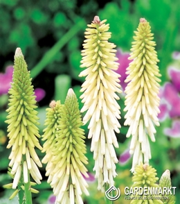 Kniphofia Fackellilie Weiß 1 St.