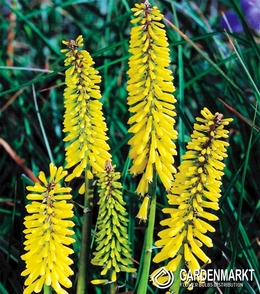 Kniphofia Fackenllilie Minister Verschuur 1 St.