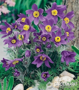 Pulsatilla Blau 1 St.