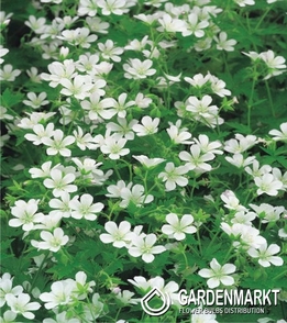 Geranium Storchschnabel Weiß 1 St.