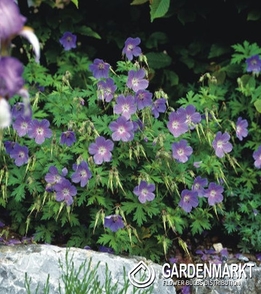 Geranium Storchschnabel Gravetye 1 St.