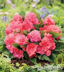 Begonie Non Stop Rosa 1 St.