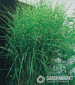 Miscanthus sin. Zebrinus 1 St.