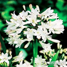 Agapanthus Weiß 1 St.