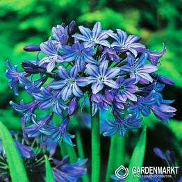 Agapanthus Blau 1 St.