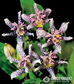 Krötenlilie Hirta Tricyrtis 1 St.