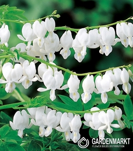 Dicentra Alba 1 St.