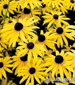 Rudbekia Speciosa 1 St.