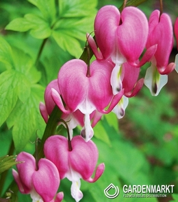 Dicentra Spectabilis 1 St.