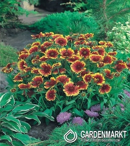 Gaillardia Kokardenblume Kobold 1 St.