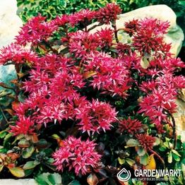 Sedum Spurium 1 St.