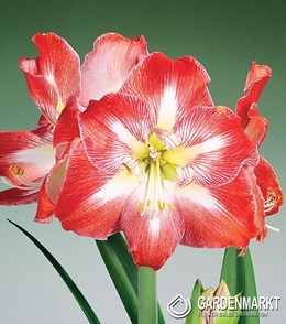 Hippeastrum Amaryllis Minerva 1 St.