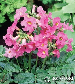 Incarvillea Rosa 1 St.