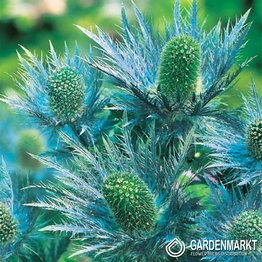 Eryngium Alpinum 1 St.